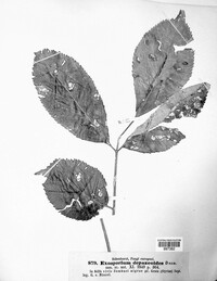 Cercospora depazeoides image